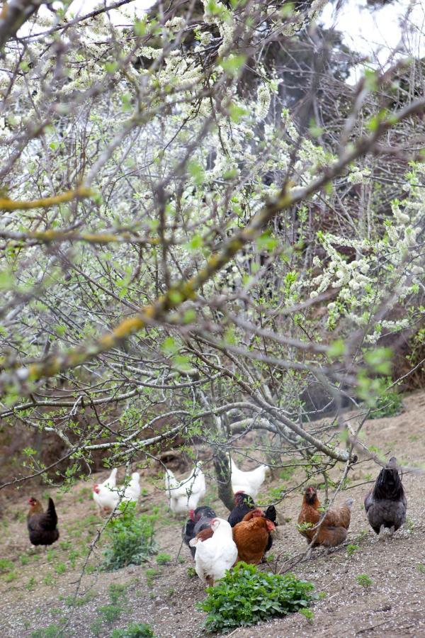 Hereweka Garden Retreat Dunedin Eksteriør billede